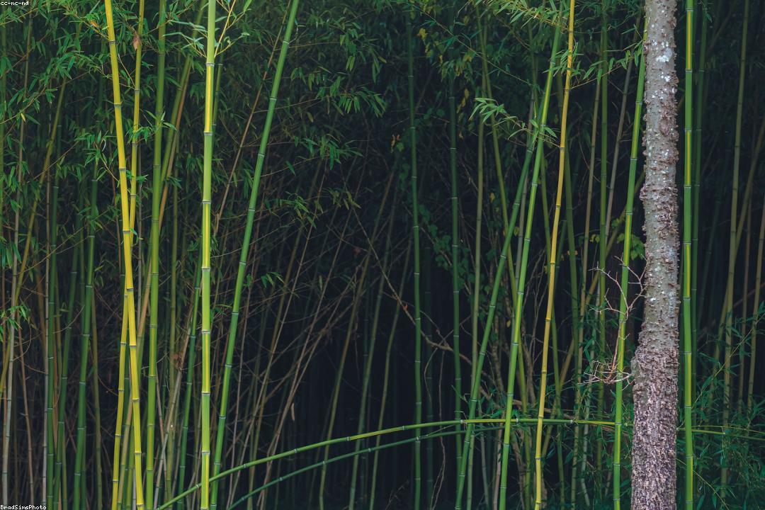 오행과 목 기운의 관계 다이어그램